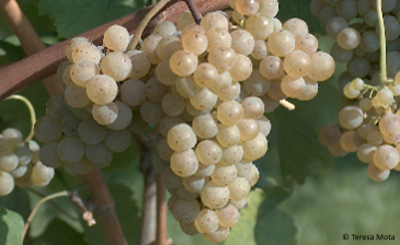 Alvarinho