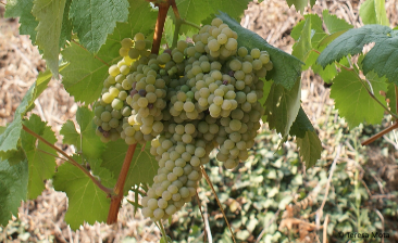 Arinto (Pedernão)
