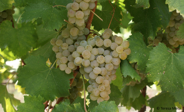Avesso