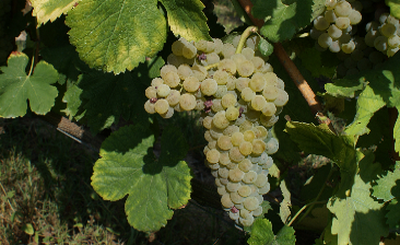 Pintosa