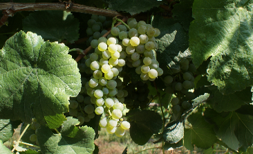 S. Mamede