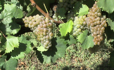 Trajadura