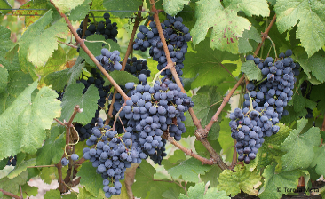 Alvarelhão (Brancelho)