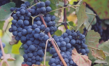 Amaral (Azal Tinto)