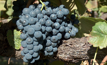 Borraçal