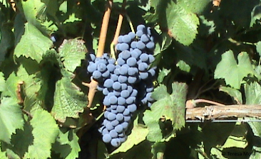 Espadeiro Mole
