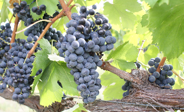Padeiro (Padeiro de Basto)