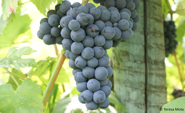 Vinhão